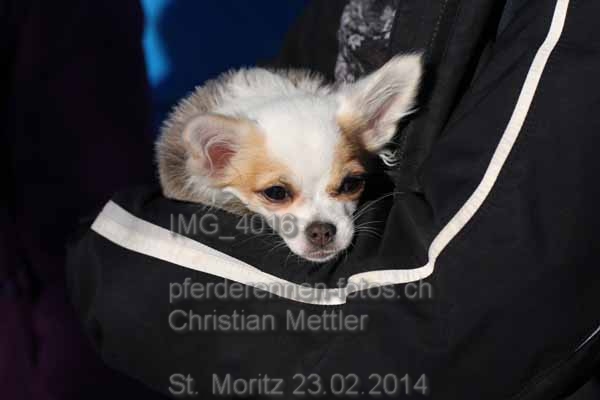 IMG 4016 prot